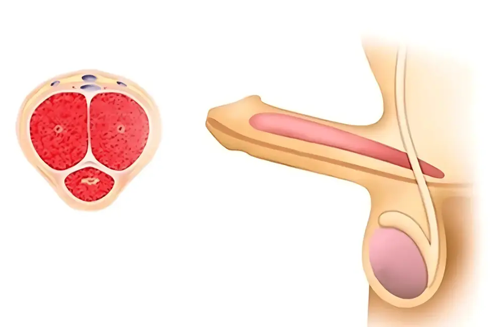 Erección inmediata y natural tras usar PowerVibe™